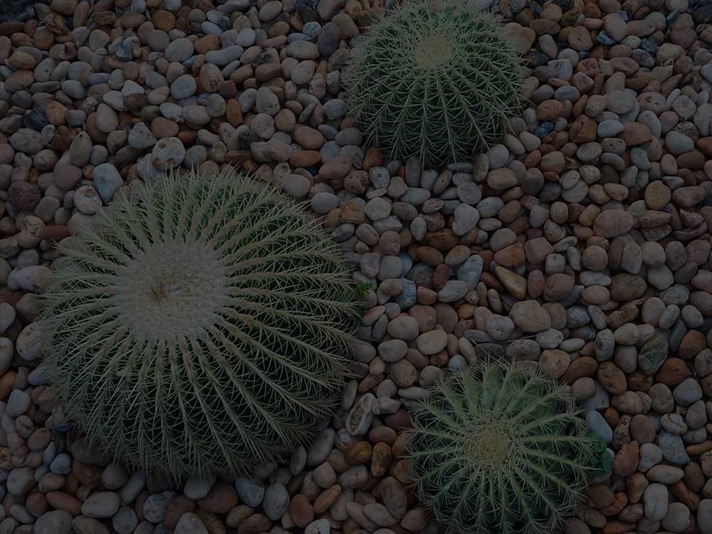 Canyon Xeriscaping
